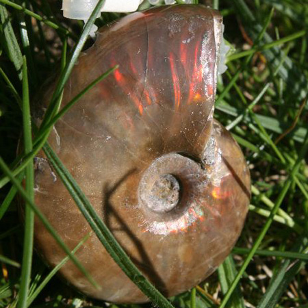 Fos Ammonit st geb 20130504 8692